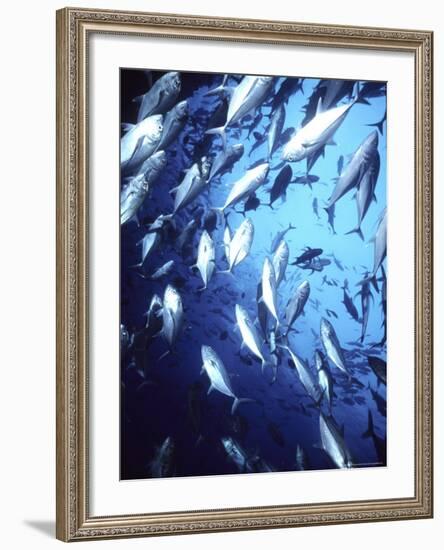 Big Eye Jack, Cocos Island, Costa Rica-Georgienne Bradley-Framed Photographic Print