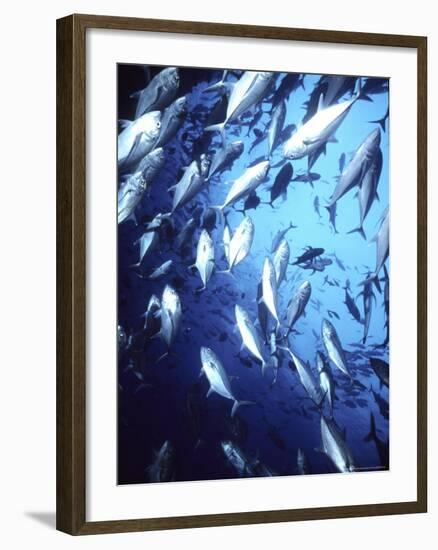 Big Eye Jack, Cocos Island, Costa Rica-Georgienne Bradley-Framed Photographic Print