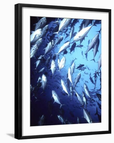 Big Eye Jack, Cocos Island, Costa Rica-Georgienne Bradley-Framed Photographic Print