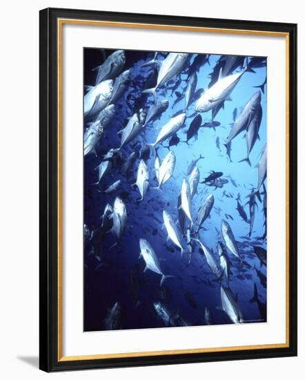 Big Eye Jack, Cocos Island, Costa Rica-Georgienne Bradley-Framed Photographic Print