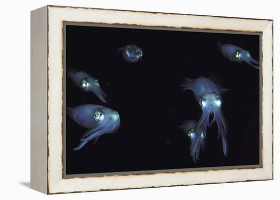 Big Fin Reef Squid-null-Framed Premier Image Canvas