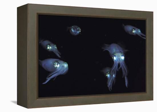 Big Fin Reef Squid-null-Framed Premier Image Canvas