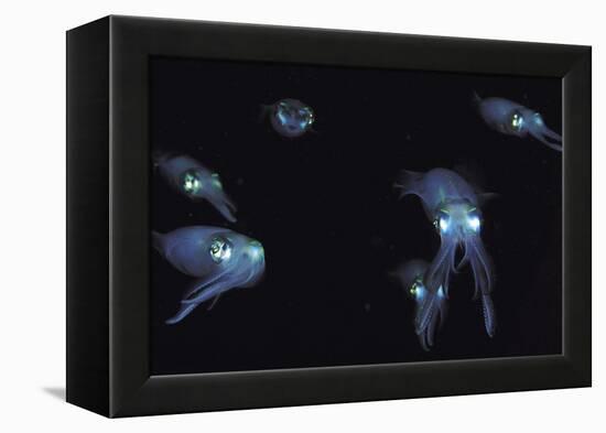 Big Fin Reef Squid-null-Framed Premier Image Canvas