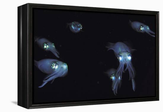 Big Fin Reef Squid-null-Framed Premier Image Canvas