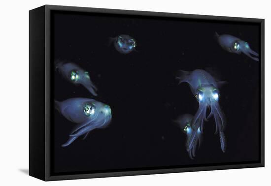 Big Fin Reef Squid-null-Framed Premier Image Canvas