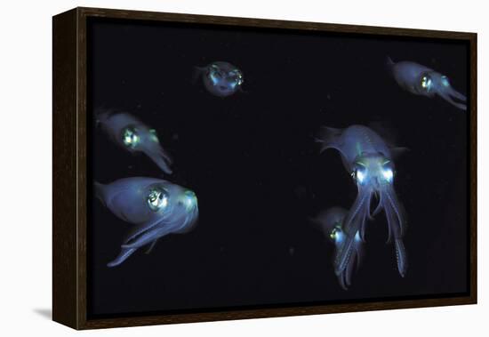 Big Fin Reef Squid-null-Framed Premier Image Canvas