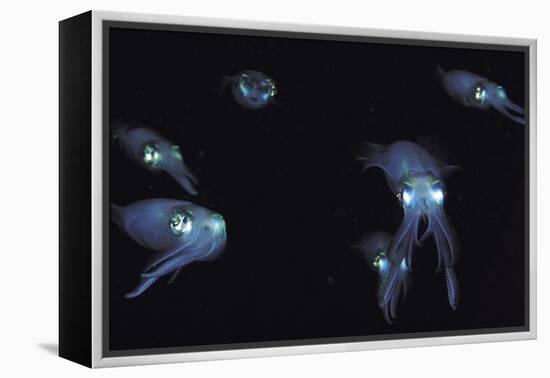 Big Fin Reef Squid-null-Framed Premier Image Canvas