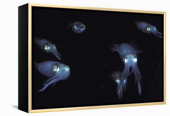 Big Fin Reef Squid-null-Framed Premier Image Canvas