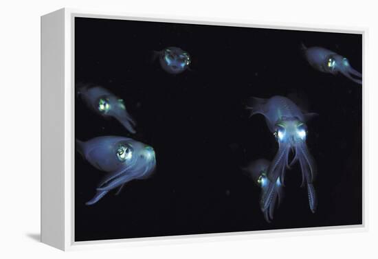 Big Fin Reef Squid-null-Framed Premier Image Canvas