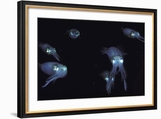 Big Fin Reef Squid-null-Framed Photographic Print