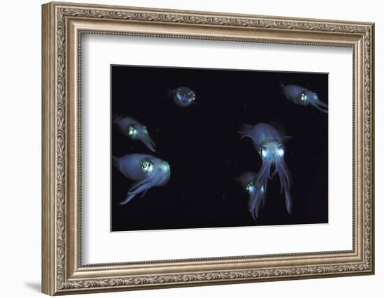 Big Fin Reef Squid-null-Framed Photographic Print