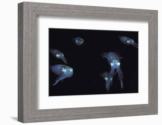 Big Fin Reef Squid-null-Framed Photographic Print