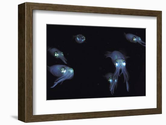 Big Fin Reef Squid-null-Framed Photographic Print