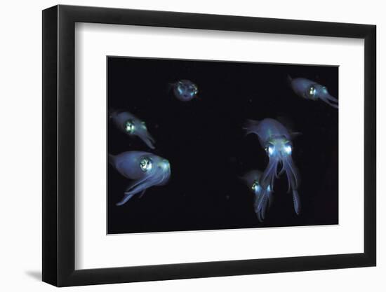 Big Fin Reef Squid-null-Framed Photographic Print