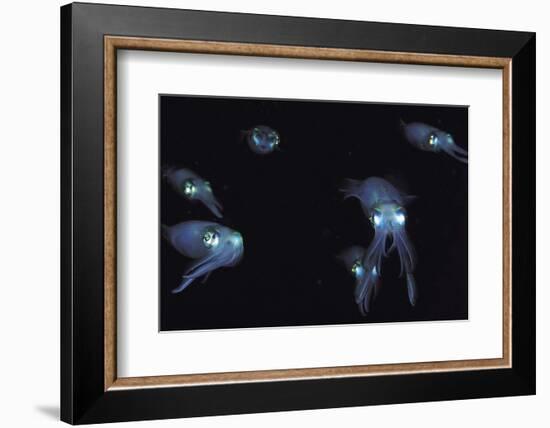 Big Fin Reef Squid-null-Framed Photographic Print