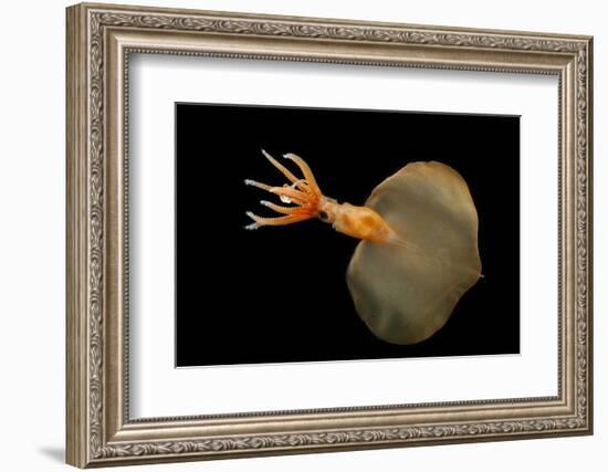 Big Fin Squid (Magnapinna Atlantica) Species Only Known From Two Specimens Collected-Solvin Zankl-Framed Photographic Print