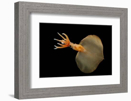 Big Fin Squid (Magnapinna Atlantica) Species Only Known From Two Specimens Collected-Solvin Zankl-Framed Photographic Print