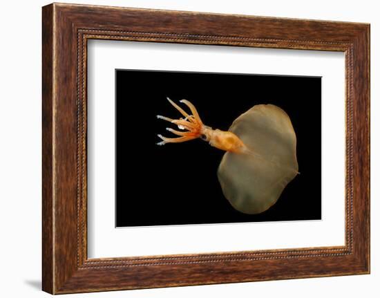 Big Fin Squid (Magnapinna Atlantica) Species Only Known From Two Specimens Collected-Solvin Zankl-Framed Photographic Print