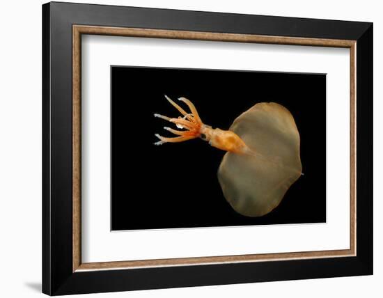 Big Fin Squid (Magnapinna Atlantica) Species Only Known From Two Specimens Collected-Solvin Zankl-Framed Photographic Print