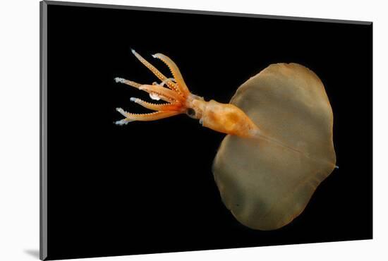 Big Fin Squid (Magnapinna Atlantica) Species Only Known From Two Specimens Collected-Solvin Zankl-Mounted Photographic Print