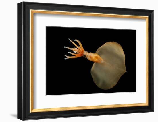 Big Fin Squid (Magnapinna Atlantica) Species Only Known From Two Specimens Collected-Solvin Zankl-Framed Photographic Print