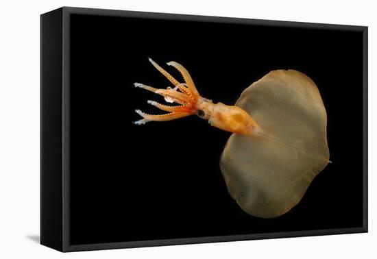 Big Fin Squid (Magnapinna Atlantica) Species Only Known From Two Specimens Collected-Solvin Zankl-Framed Premier Image Canvas