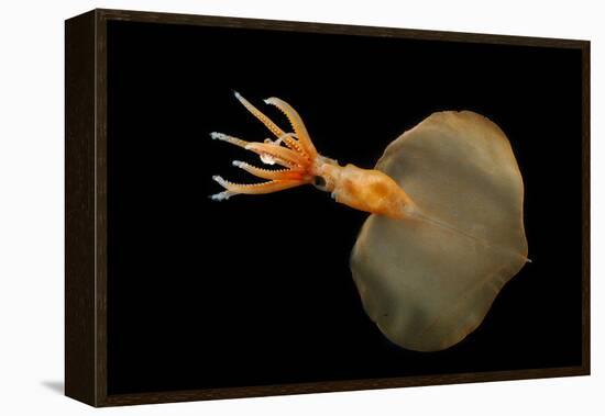 Big Fin Squid (Magnapinna Atlantica) Species Only Known From Two Specimens Collected-Solvin Zankl-Framed Premier Image Canvas