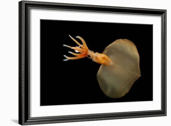 Big Fin Squid (Magnapinna Atlantica) Species Only Known From Two Specimens Collected-Solvin Zankl-Framed Photographic Print