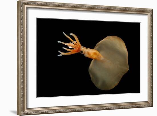 Big Fin Squid (Magnapinna Atlantica) Species Only Known From Two Specimens Collected-Solvin Zankl-Framed Photographic Print