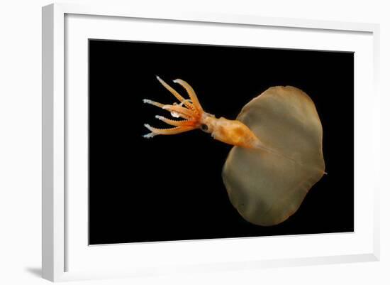 Big Fin Squid (Magnapinna Atlantica) Species Only Known From Two Specimens Collected-Solvin Zankl-Framed Photographic Print