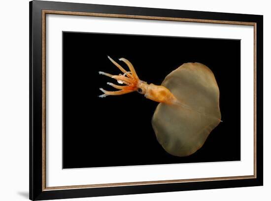 Big Fin Squid (Magnapinna Atlantica) Species Only Known From Two Specimens Collected-Solvin Zankl-Framed Photographic Print