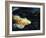 Big Fish-Farrell Douglass-Framed Giclee Print