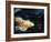 Big Fish-Farrell Douglass-Framed Giclee Print