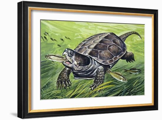 Big-Headed Turtle (Platysternon Megacephalum), Platysternidae-null-Framed Giclee Print