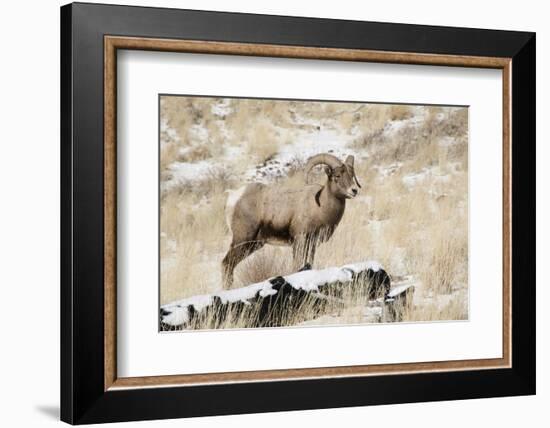 Big Horn Ram, North Fork Shoshone River, Near Cody, WYoming-Howie Garber-Framed Photographic Print