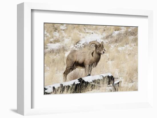 Big Horn Ram, North Fork Shoshone River, Near Cody, WYoming-Howie Garber-Framed Photographic Print