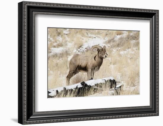 Big Horn Ram, North Fork Shoshone River, Near Cody, WYoming-Howie Garber-Framed Photographic Print