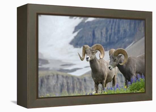 Big Horn Rams in the Wildflowers, Mount Timpanogos, Utah-Howie Garber-Framed Premier Image Canvas