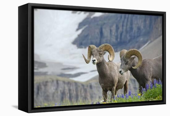 Big Horn Rams in the Wildflowers, Mount Timpanogos, Utah-Howie Garber-Framed Premier Image Canvas