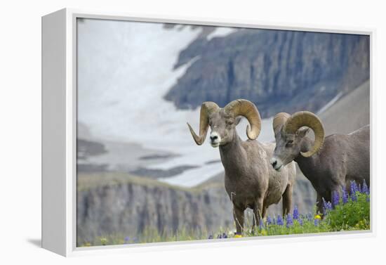 Big Horn Rams in the Wildflowers, Mount Timpanogos, Utah-Howie Garber-Framed Premier Image Canvas