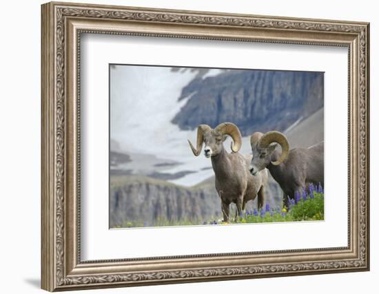 Big Horn Rams in the Wildflowers, Mount Timpanogos, Utah-Howie Garber-Framed Photographic Print