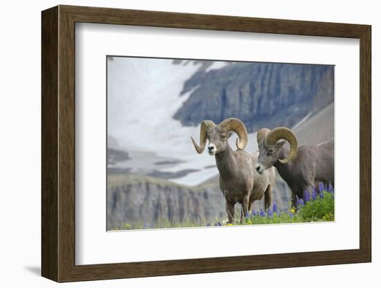 Big Horn Rams in the Wildflowers, Mount Timpanogos, Utah-Howie Garber-Framed Photographic Print