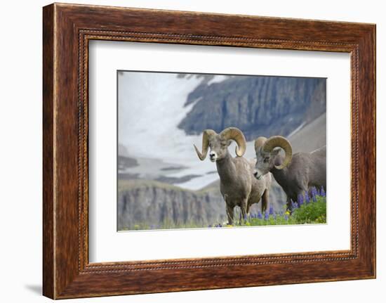 Big Horn Rams in the Wildflowers, Mount Timpanogos, Utah-Howie Garber-Framed Photographic Print