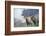 Big Horn Rams in the Wildflowers, Mount Timpanogos, Utah-Howie Garber-Framed Photographic Print