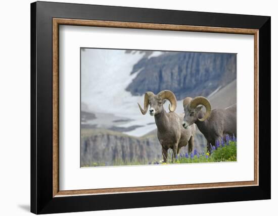 Big Horn Rams in the Wildflowers, Mount Timpanogos, Utah-Howie Garber-Framed Photographic Print