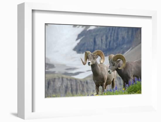 Big Horn Rams in the Wildflowers, Mount Timpanogos, Utah-Howie Garber-Framed Photographic Print