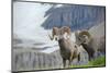 Big Horn Rams in the Wildflowers, Mount Timpanogos, Utah-Howie Garber-Mounted Photographic Print