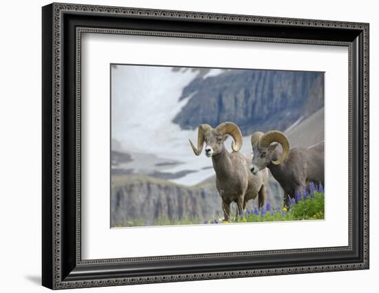 Big Horn Rams in the Wildflowers, Mount Timpanogos, Utah-Howie Garber-Framed Photographic Print