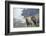 Big Horn Rams in the Wildflowers, Mount Timpanogos, Utah-Howie Garber-Framed Photographic Print