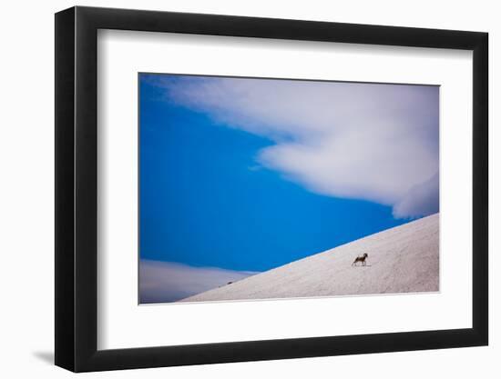 Big Horn Sheep, Glacier National Park, Montana, United States of America, North America-Laura Grier-Framed Photographic Print